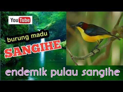 burung madu_sangihe_seramisi_tembakan panjang
