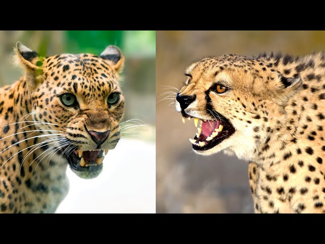 What's The Difference? Cheetah Vs Leopard - Safari Ventures