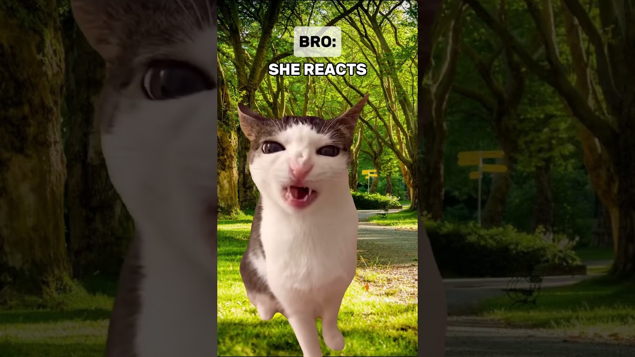 Her Reaction On Your Proposal 👀👇 | Cat Memes