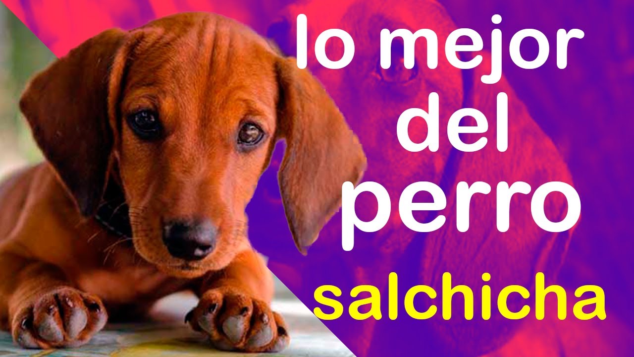 Todo lo que debes saber sobre el Perro Salchicha - Satisfaction