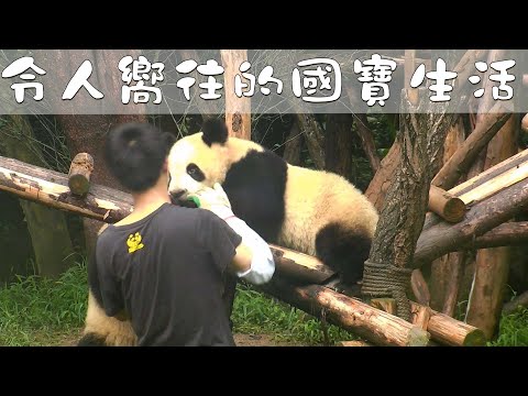 《熊貓早晚安》這就是我嚮往的生活 | iPanda熊猫频道