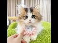 ¿Has visto un gato tan atrevido?#cat #cute #funny #shorts