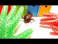 Orbeez Water Balloon of Gloves exterminate cockroaches Learn colors with Pj Masks,Tayo Bus 英語で色を覚えよう