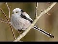 Длиннохвостая синица или ополовник, лесные птицы, Long tailed tomtit, forest birds