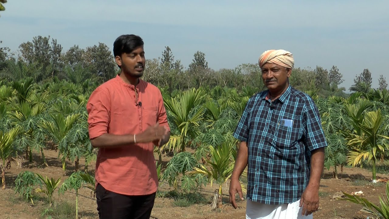 ಹೊಸ ಅಡಿಕೆ ತೋಟದಲ್ಲಿ ರೆಡ್ ಲೇಡಿ ಪಪ್ಪಾಯ - ಶ್ರೀ ಮಾಲತೇಶ | Red Lady Papaya in New Areca Plantation