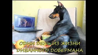 Один день из жизни диванного добермана.... Один день из жизни диванного добермана....