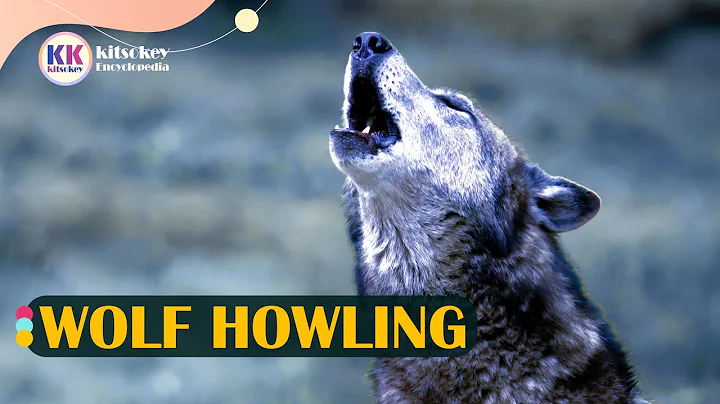 Wolf, wolf howling, wolves howling, wolf howling at night, wolf sound
