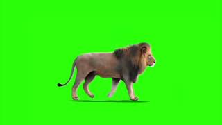 Walking Lion | Real Lion Walking footage 4K | Green Screen Video