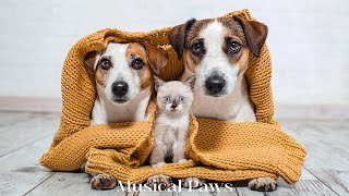 FALL INTO DEEP SLEEP  Relaxing Sleep Music For Dog & Cat, Calm the Dog & Cat When Alone Home