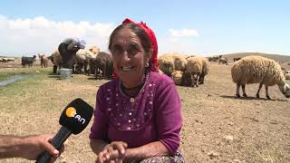 Bingöl Yaylalarının Dengbej Sevgulisinin Yanık Sesi Can Tv Mikrofonuna Yansıdı