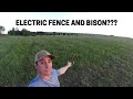 BISON & ELECTRIC FENCE!?!?