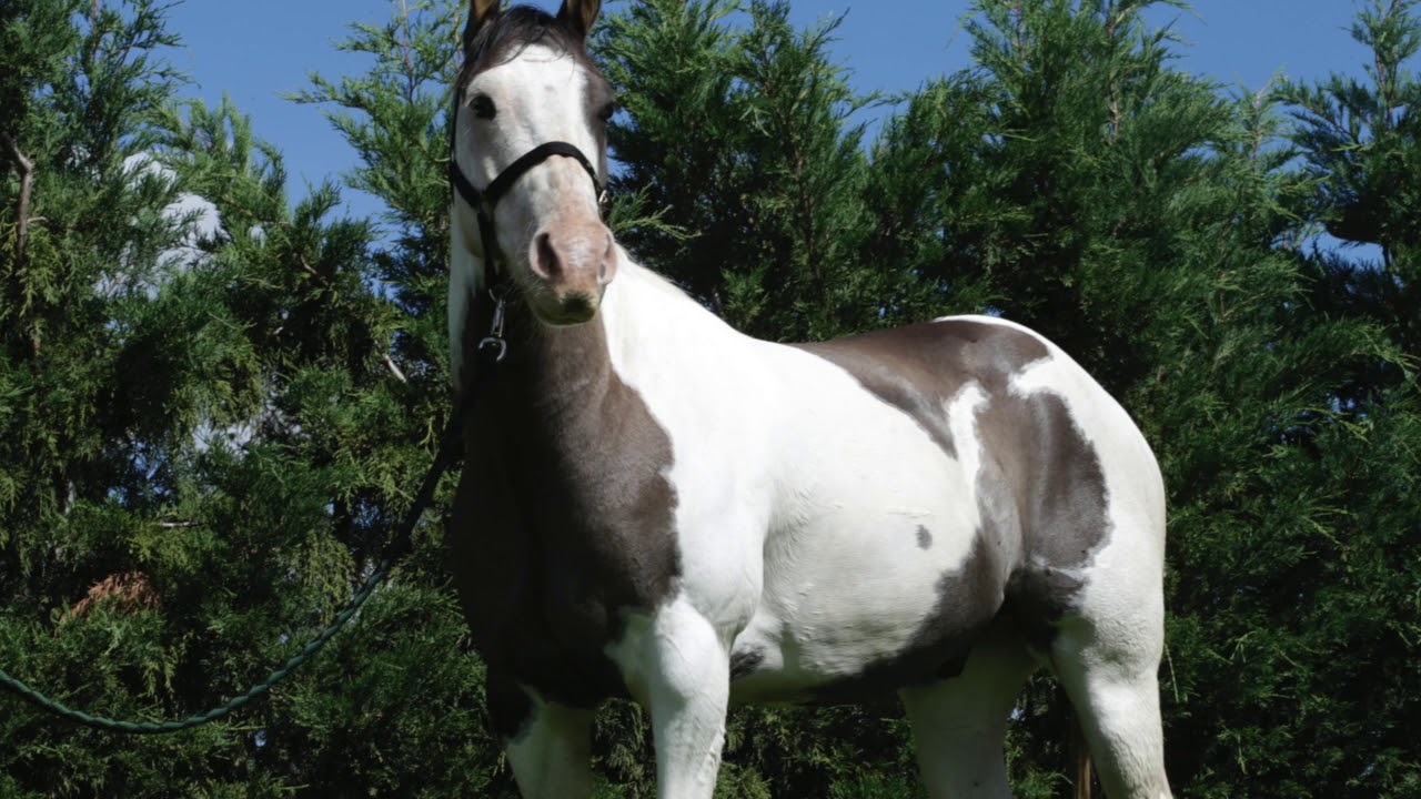 Sunny FOR SALE, 5 Year Old, Paint Horse Gelding YouTube