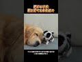 迷子の子犬猫に育てられた日々 # 可愛いペット