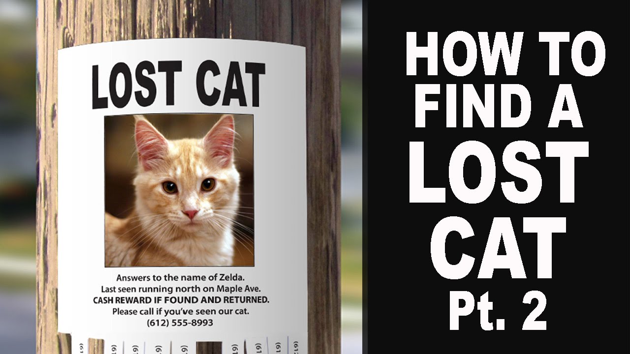 Cat s name is. Lost Cat. Announcement Lost Cat. Lost Cat poster. Missing Cat.