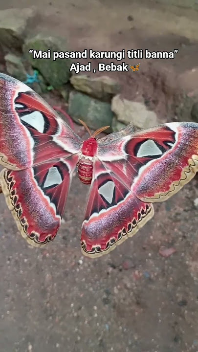 🦋Titli🦋🕊❤‍🩹 #flute #music #ringtone #futuristic #viral #nature#butterfly #song #titli