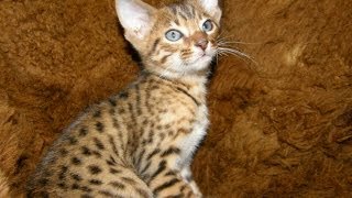 Animal Planet : Cats 101 ~ Cheetoh