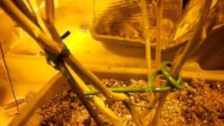 closet grow update!!!!