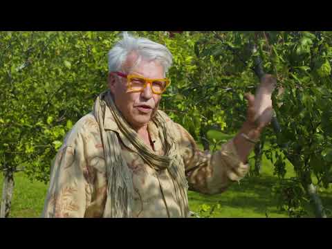 Video: Prune Plomme Tree - Informasjon om når og hvordan man trimmer plommer