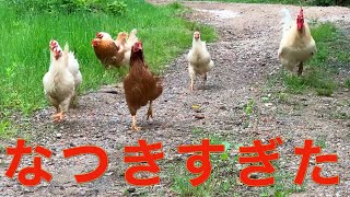 雌鶏達が近づいて来て、作業が進みません…