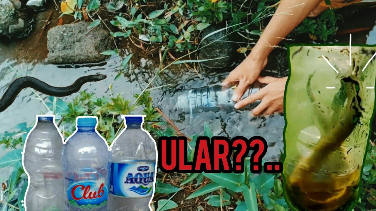 EXPERIMENT JEBAKAN IKAN DARI  BOTOL  PLASTIK  YouTube