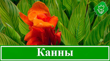 Посадка канны и уход за ней, как хранить канны зимой, канна домашняя и садовая
