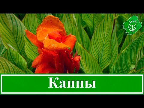 Бейне: Канна: ежелгі дәуірдегі гүл