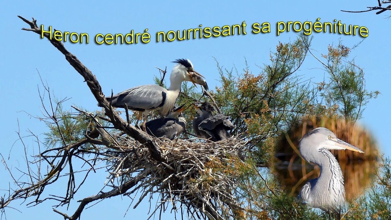 Heron Cendre Nourrissant Sa Progeniture 4k Youtube