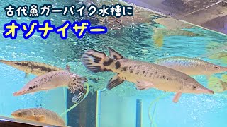 アクアリウム　古代魚水槽にオゾン添加してみた感想