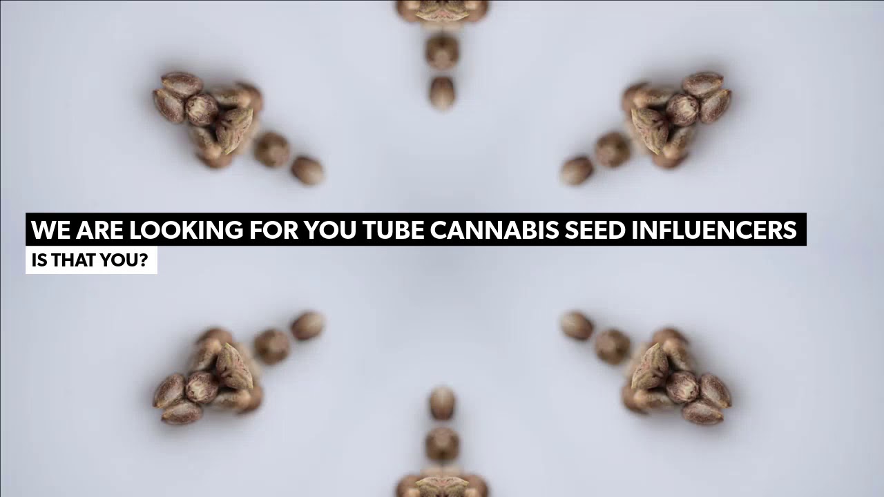 The Vault Cannabis Seed Bank - Influencers