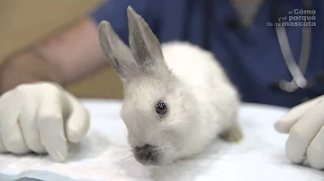 ¿Por qué mi conejo pone la cabeza debajo de mi mano?