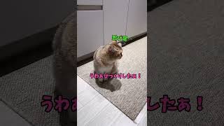 可愛いんだな〜これが🌸