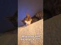 Morning thought from Sparkle baby kitty. #goodmorning #catthoughts #catvideos #sillycat #foryou #cat