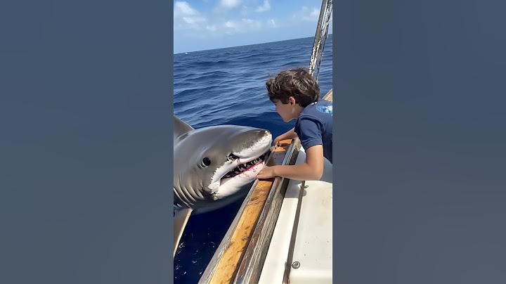 A Friendly Shark Encounter