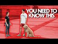 E-collar Dog Walking Techniques (that you NEED to know)...