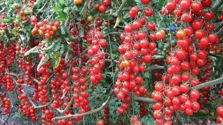 Выращивание томатов черри как бизнес