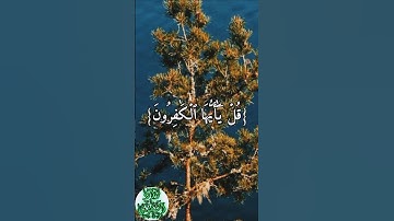 سورة الكافرون #quran #القرآن_الكريم #ياسر_الدوسري #اكسبلور