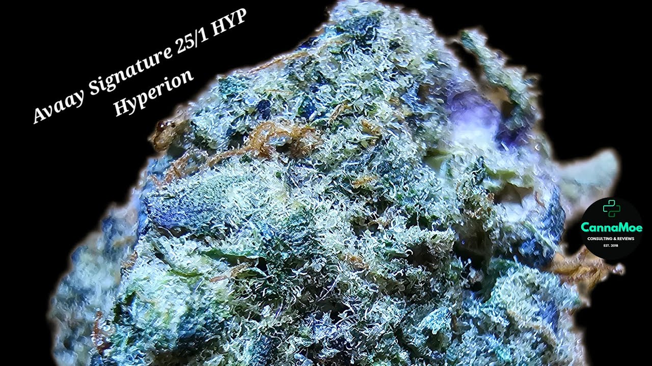 REVIEW 🇨🇦🔥 Avaay Signature 25/1 HYP Hyperion mit 25,2% THC 