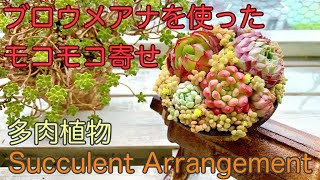 【多肉植物の寄せ植え】ブロウメアナで簡単モコモコ寄せ【Succulent Arrangement】