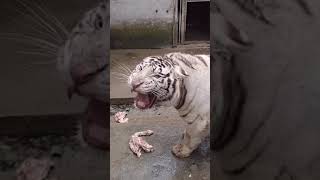 صوت النمر مرعب ومخيف 😱 -Tiger