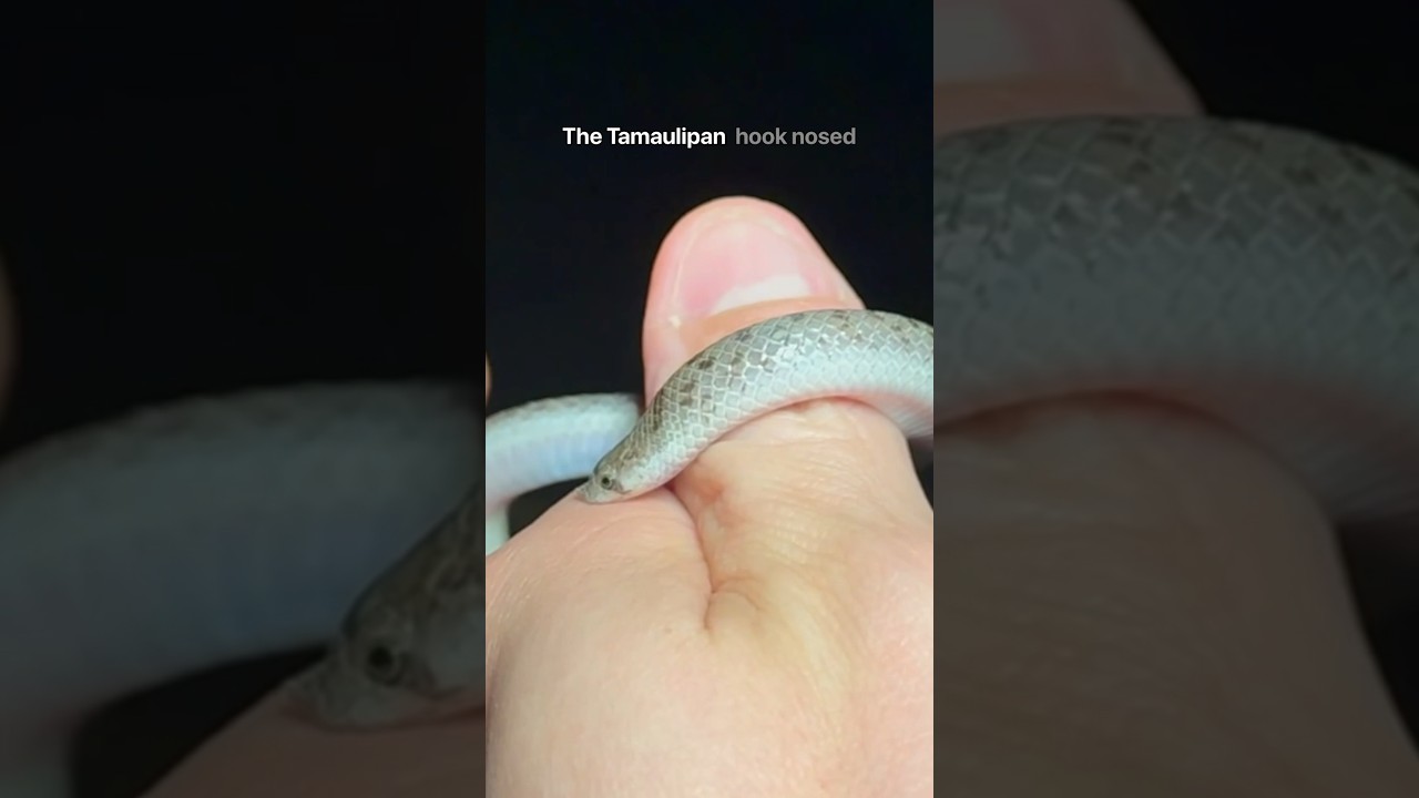 6 Snakes I Found On The Road At Night 🐍 🌙