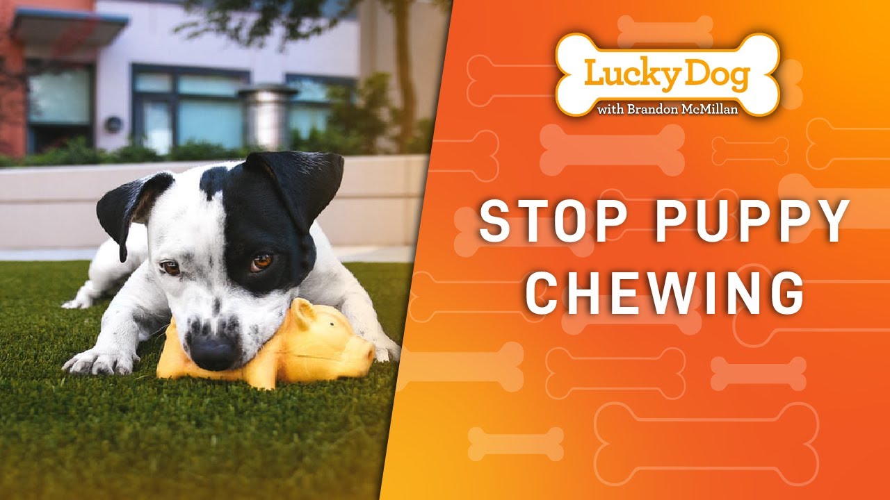 How To Stop Puppies From Chewing Lucky Dog Youtube