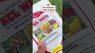 Pupuk bawang merah #bawangmerah #kalium