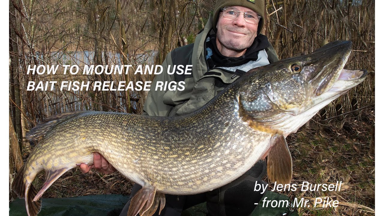 Fishing for pike with bait fish and release rigs from Mr. Pike