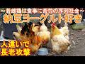ニワトリは納豆ヨーグルト好き~庭で放し飼いの若い名古屋コーチン雌鶏は食事で苦労~