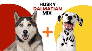 Husky Dalmatian Mix AKA Dalmatian Husky