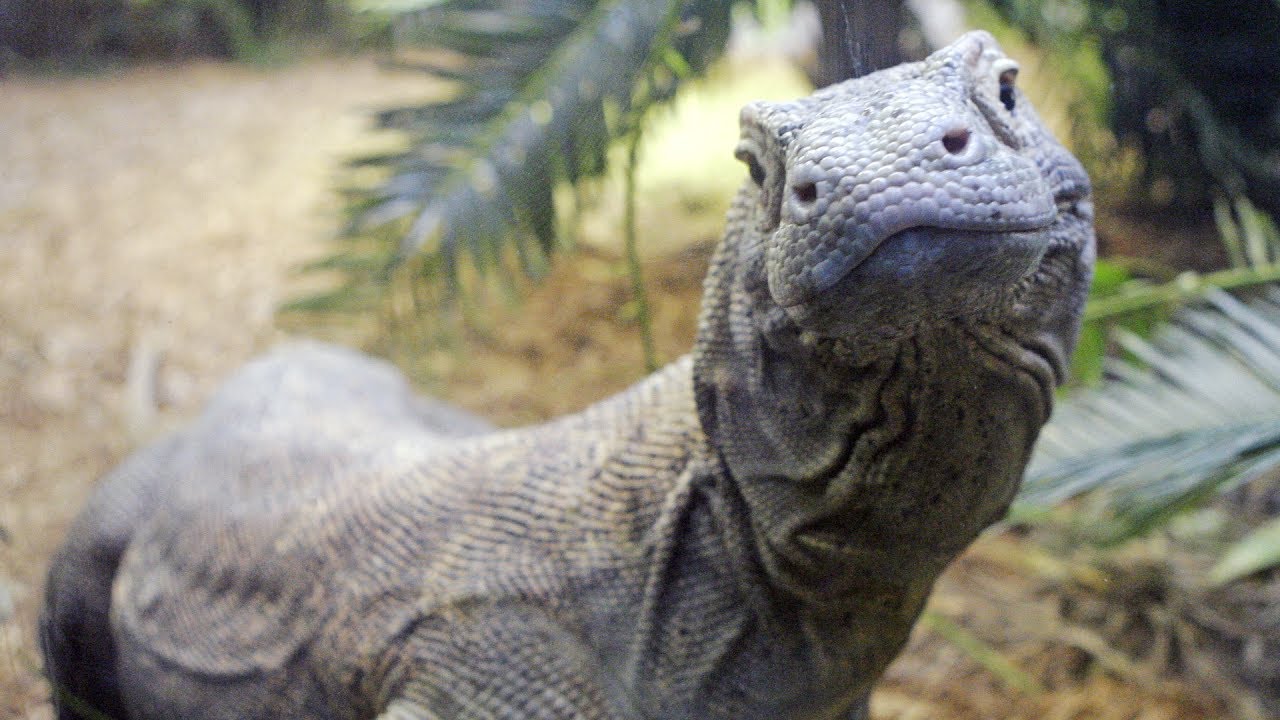 Dragón de komodo mascota