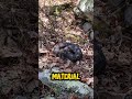 The Snake That Warns Before It Attacks