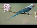 5 Most Beautiful Species of Birds in India