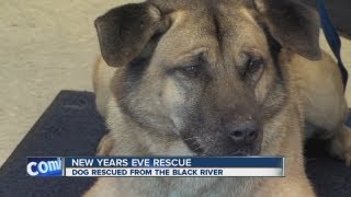 Elyria dog rescued from the Black River