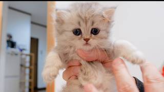 The Smallest Kitten Might Be The Biggest Eater